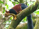 Sri Venkateswara Zoological Park