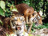 Tiger Sanctuary