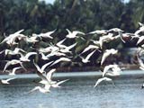 Kumarakom Bird Sanctuary