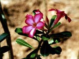 Botanical Gardens