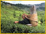 Darjeeling Tea Gardens