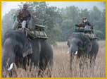 Elephant Safari