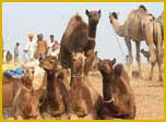 Pushkar Fair