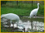 Siberain Storks