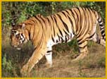 Kaziranga National Park